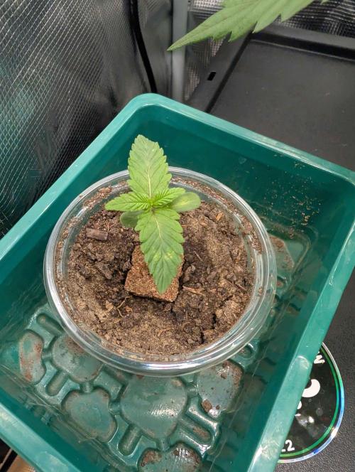 The White Sweet Candy OG One x Outdoor. Week 1