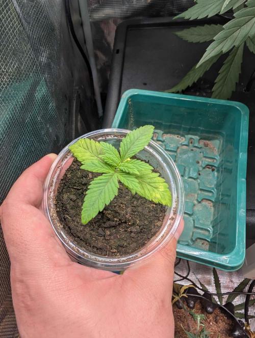 The White Sweet Candy OG One x Outdoor. Week 2