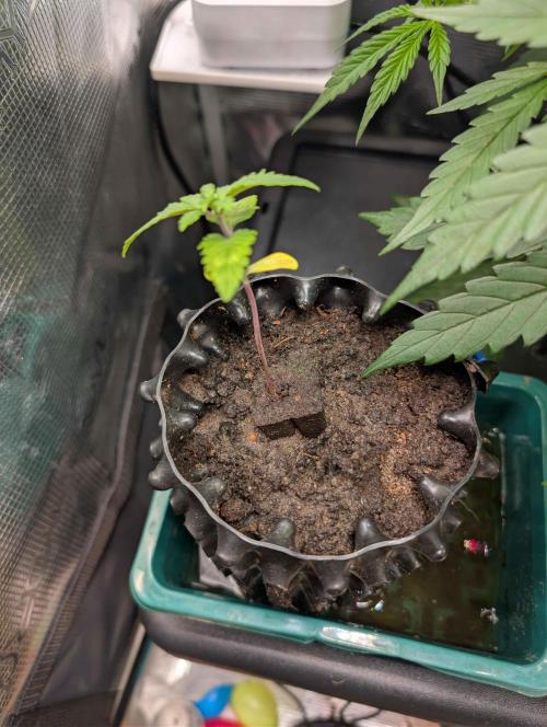 The White Sweet Candy OG One x Outdoor. Week 2