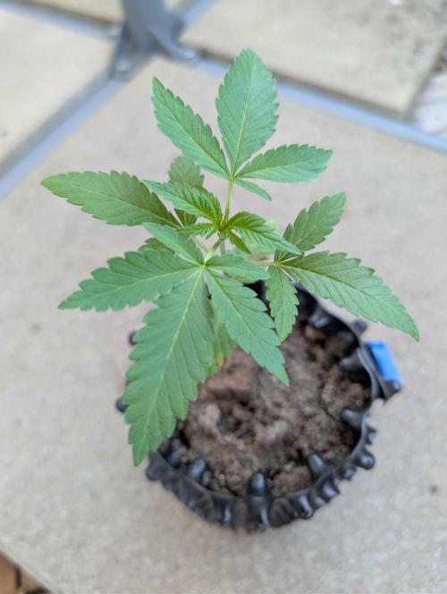 The White Sweet Candy OG One x Outdoor. Week 3