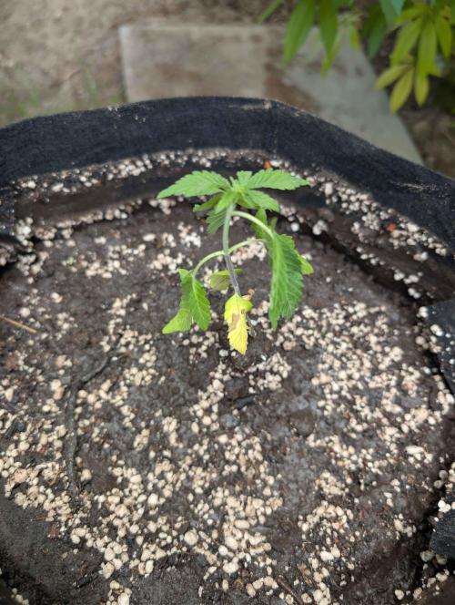 The White Sweet Candy OG One x Outdoor. Week 3