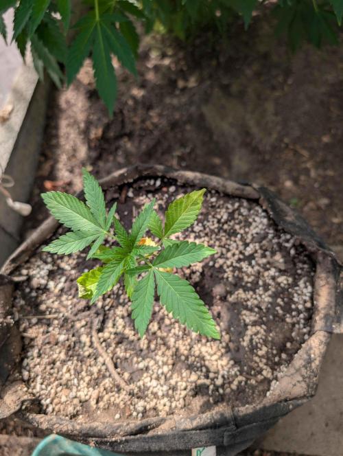 The White Sweet Candy OG One x Outdoor. Week 4