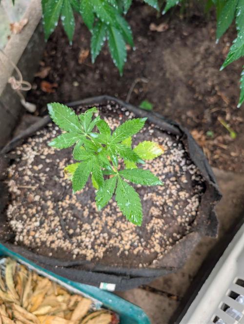 The White Sweet Candy OG One x Outdoor. Week 4