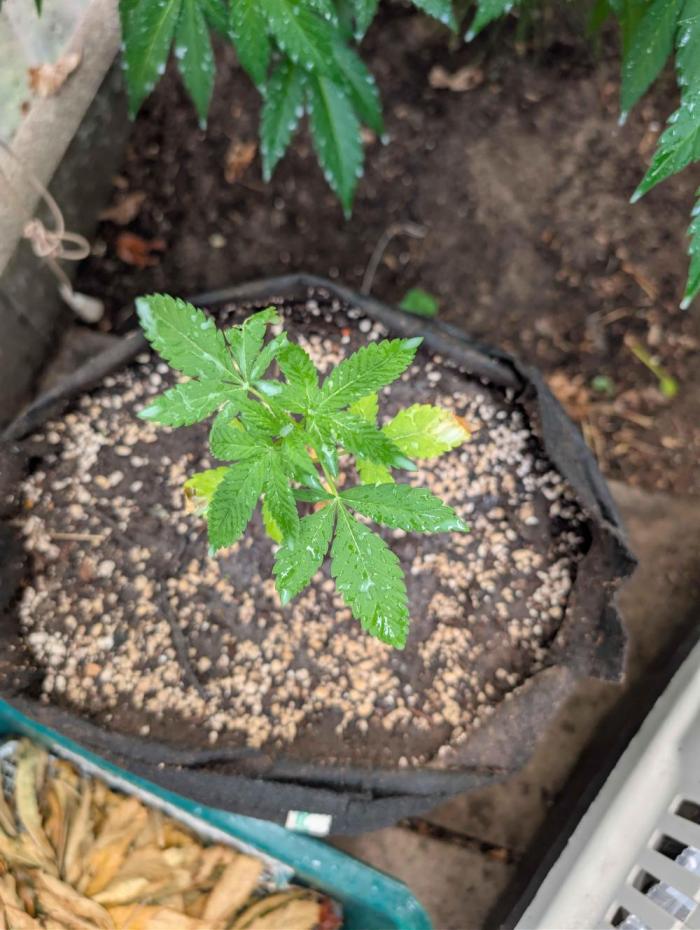 The White Sweet Candy OG One x Outdoor. Week 5
