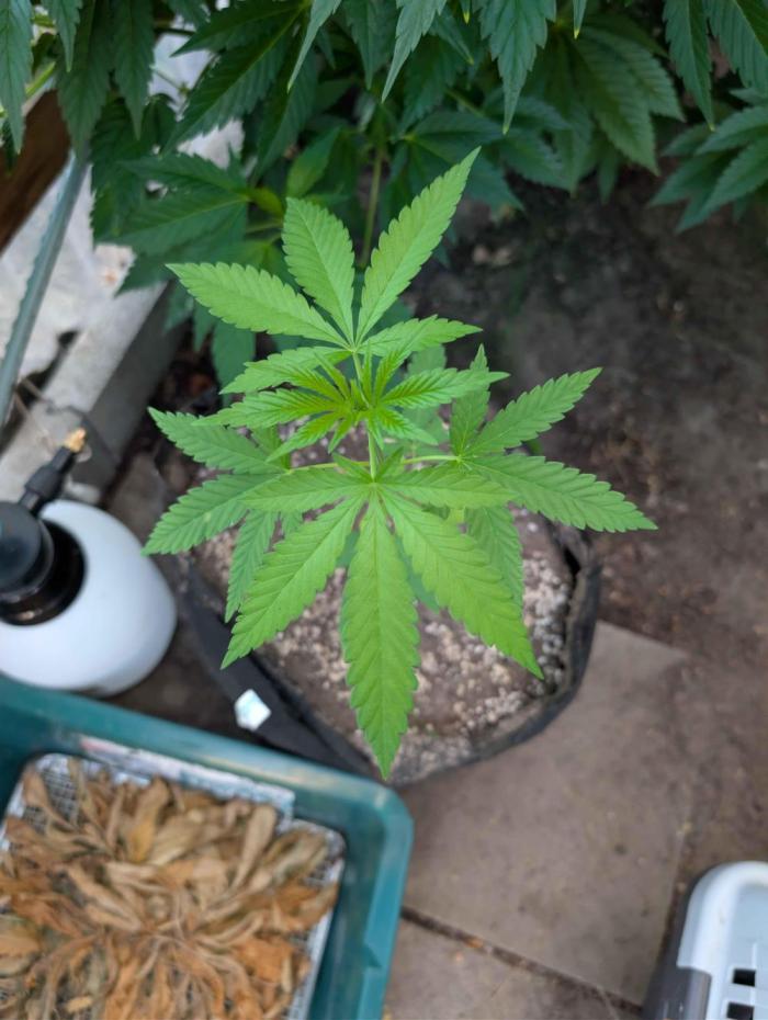 The White Sweet Candy OG One x Outdoor. Week 6
