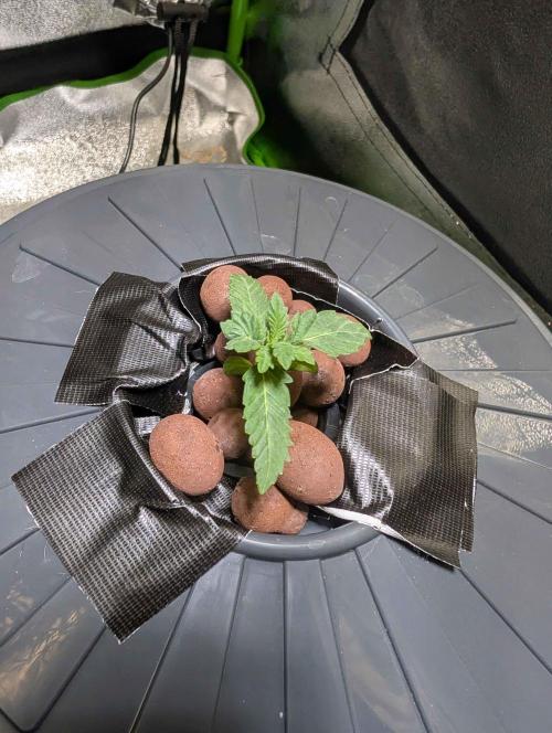 Peach Lassi x Mary Jane 2026. Week 1