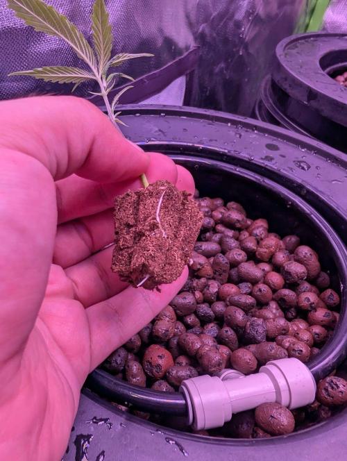 Cherry Pie, Tropical Ozz & Ice Cream 🚀. Week 1 - Tropical Ozz