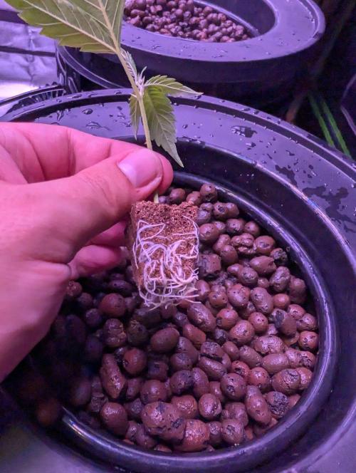 Cherry Pie, Tropical Ozz & Ice Cream 🚀. Week 1 - Cherry Pie #1