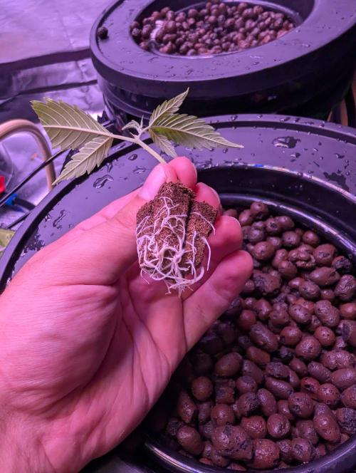 Cherry Pie, Tropical Ozz & Ice Cream 🚀. Week 1 - Cherry Pie #1