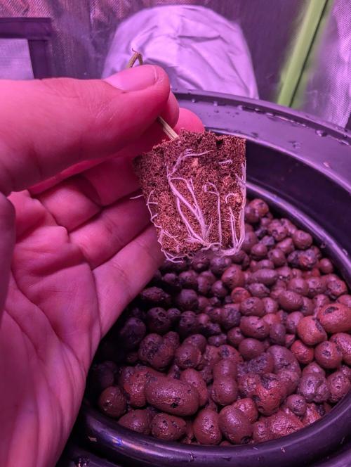 Cherry Pie, Tropical Ozz & Ice Cream 🚀. Week 1 - Cherry Pie #2