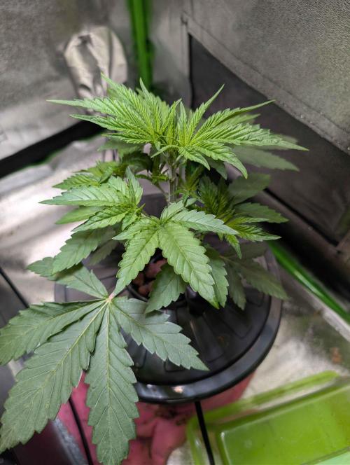 Peach Lassi x Mary Jane 2026. Week 3