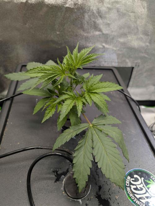 Peach Lassi x Mary Jane 2026. Week 3
