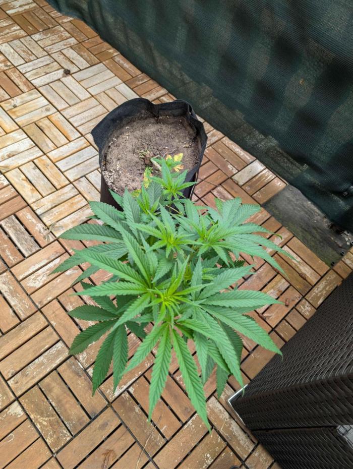 The White Sweet Candy OG One x Outdoor. Week 11
