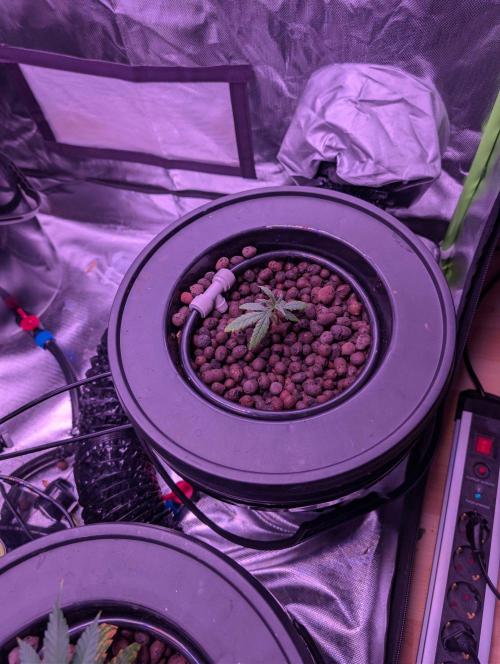 Cherry Pie, Tropical Ozz & Ice Cream 🚀. Week 2 - #2
