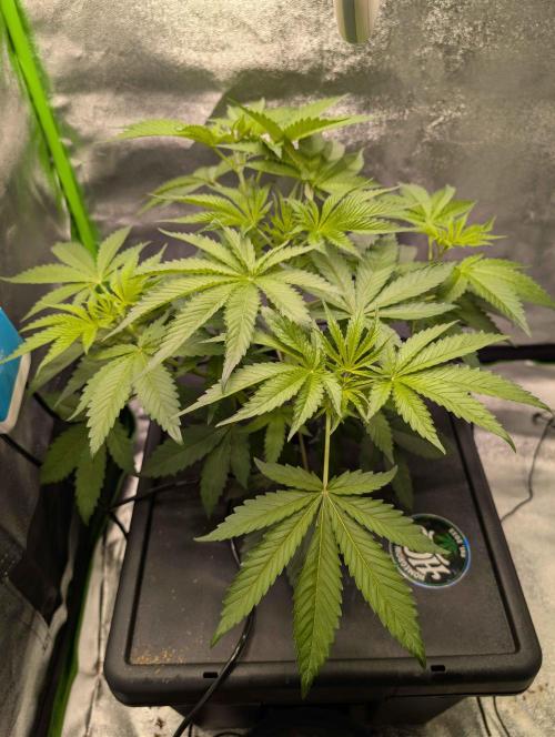 Peach Lassi x Mary Jane 2026. Week 4 - Day 7