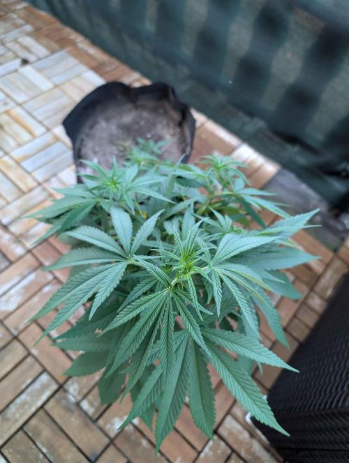The White Sweet Candy OG One x Outdoor. Week 12