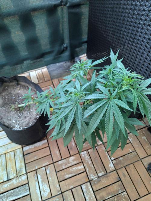 The White Sweet Candy OG One x Outdoor. Week 12