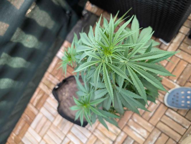 The White Sweet Candy OG One x Outdoor. Week 13