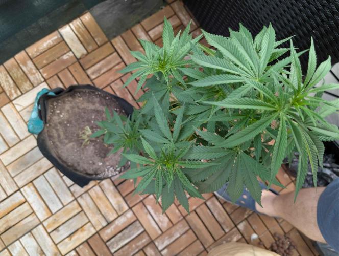 The White Sweet Candy OG One x Outdoor. Week 13