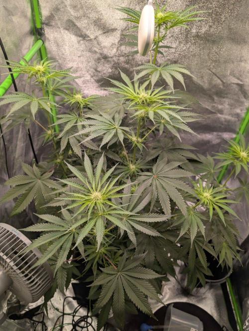Peach Lassi x Mary Jane 2026. Week 7