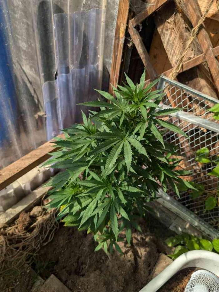 The White Sweet Candy OG One x Outdoor. Week 14