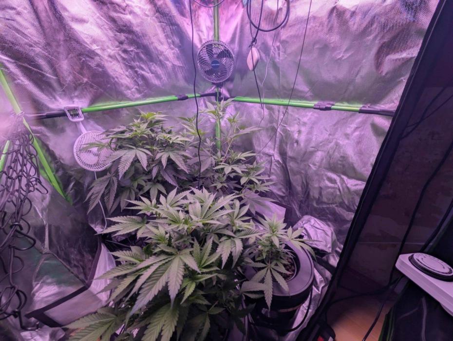 RDWC Cuts x The White Sweet Candy OG One. Week 6