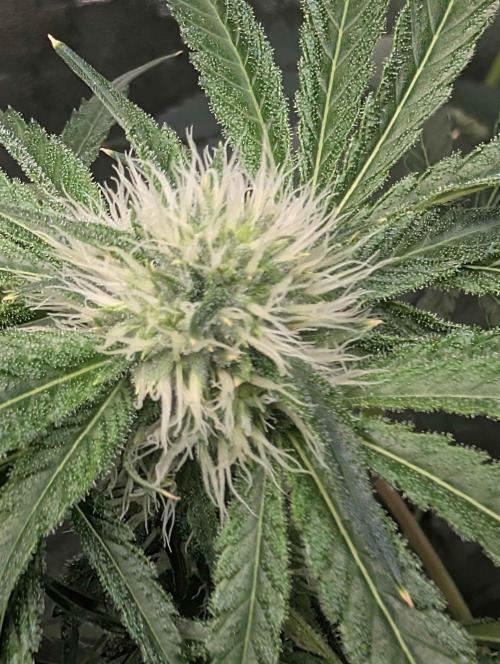 Peach Lassi x Mary Jane 2026. Week 8