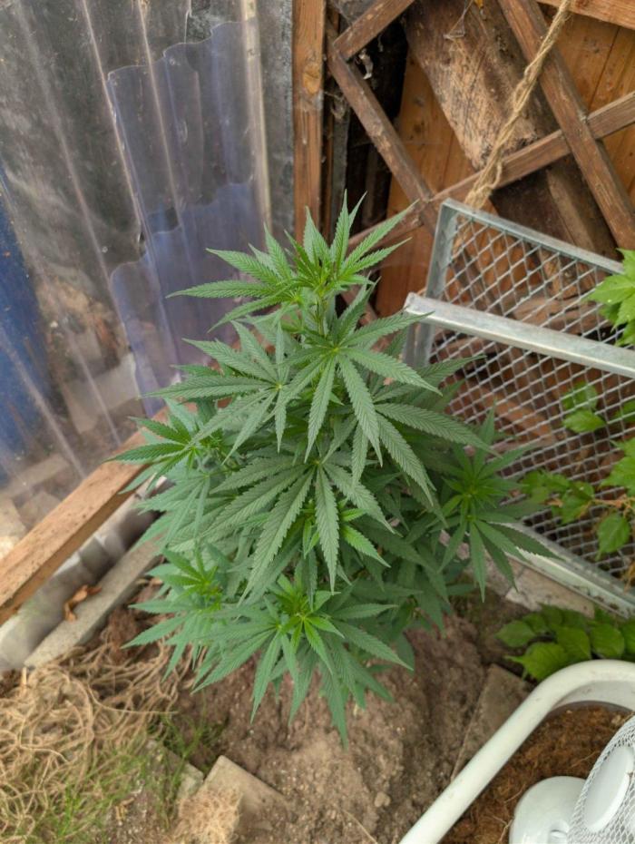 The White Sweet Candy OG One x Outdoor. Week 15