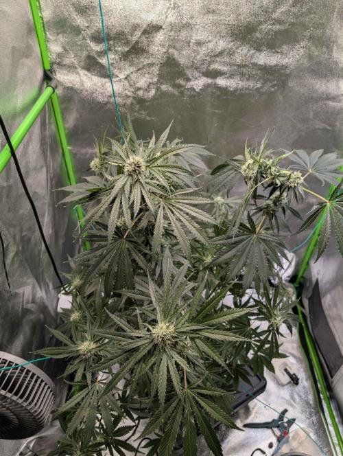 Peach Lassi x Mary Jane 2026. Week 9