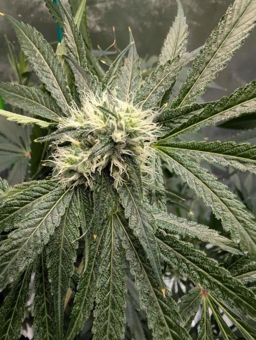 Peach Lassi x Mary Jane 2026. Week 9