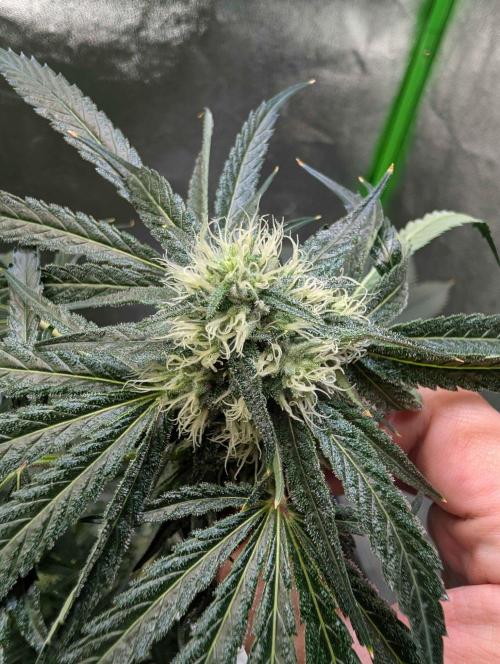 Peach Lassi x Mary Jane 2026. Week 9