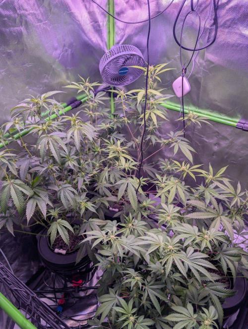 RDWC Cuts x The White Sweet Candy OG One. Week 7