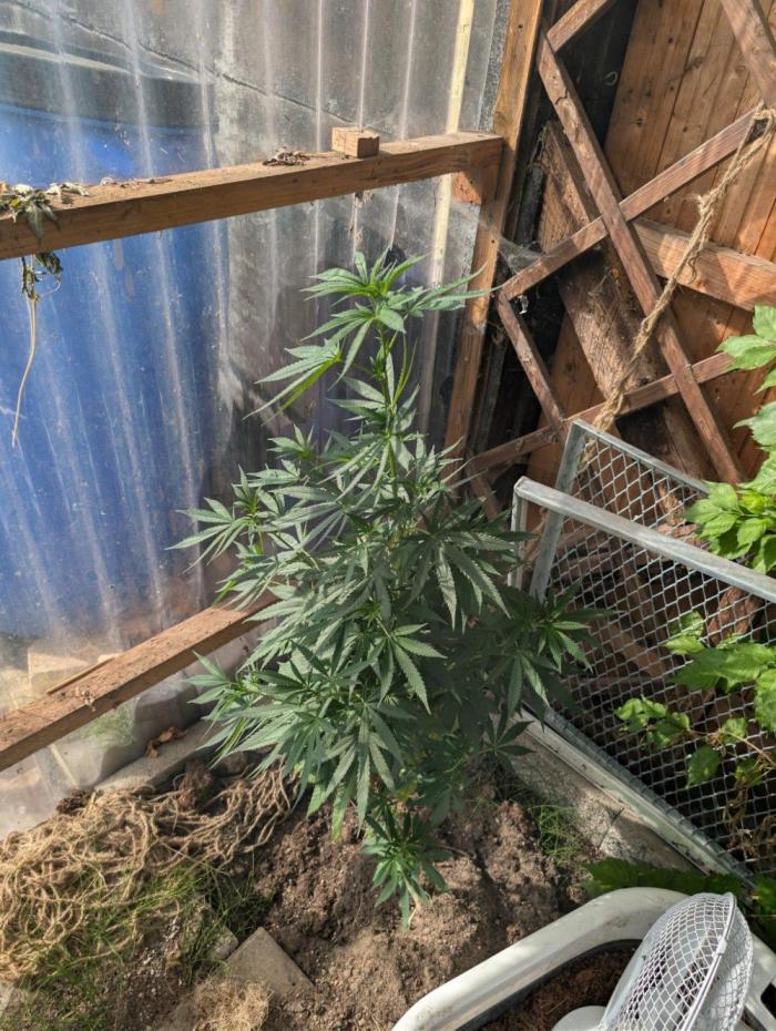 The White Sweet Candy OG One x Outdoor. Week 16