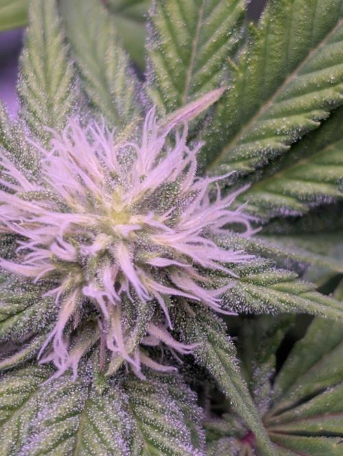 RDWC Cuts x The White Sweet Candy OG One. Week 8