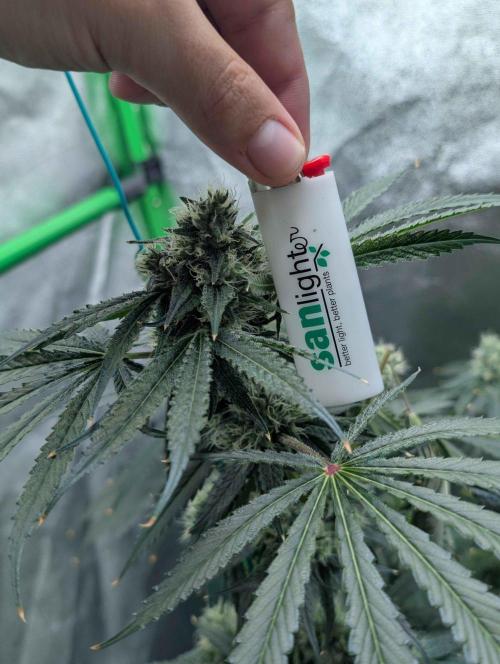 Peach Lassi x Mary Jane 2026. Week 10