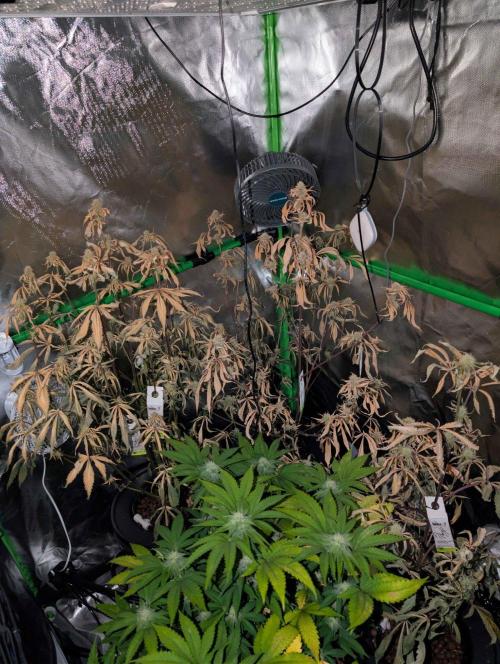 RDWC Cuts x The White Sweet Candy OG One. Week 8