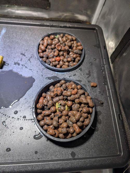 [PHENOHUNT]Dizcoball OG (SSH × Zkittlez). Week 0