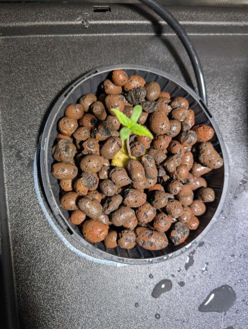 [PHENOHUNT]Dizcoball OG (SSH × Zkittlez). Week 0