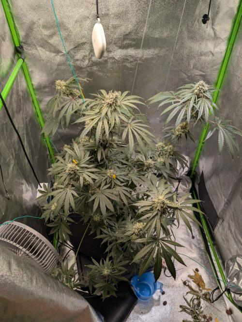 Peach Lassi x Mary Jane 2026. Week 11