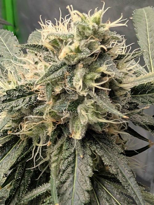 Peach Lassi x Mary Jane 2026. Week 11