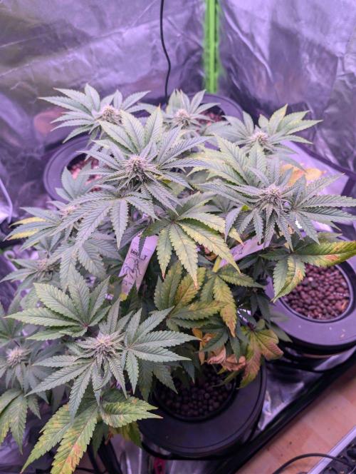 RDWC Cuts x The White Sweet Candy OG One. Week 9