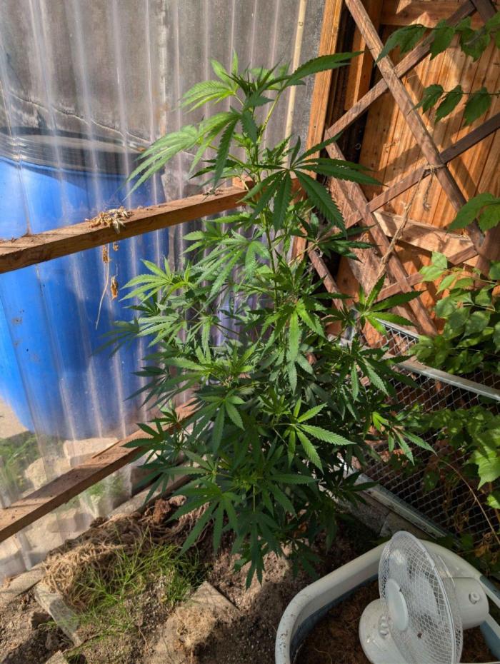 The White Sweet Candy OG One x Outdoor. Week 18