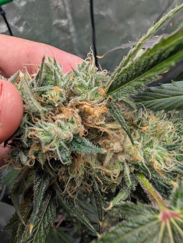 Peach Lassi x Mary Jane 2026. Week 12
