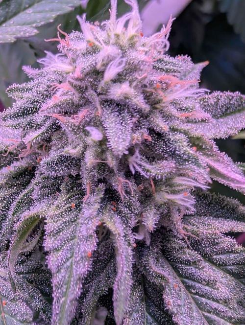 RDWC Cuts x The White Sweet Candy OG One. Week 10