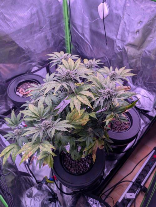 RDWC Cuts x The White Sweet Candy OG One. Week 10
