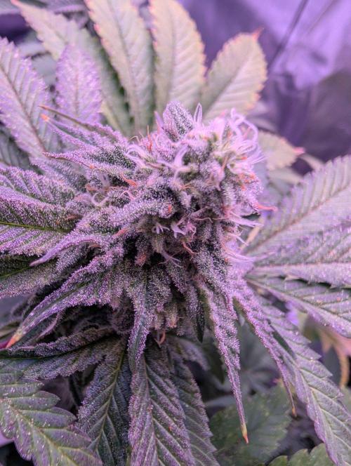 RDWC Cuts x The White Sweet Candy OG One. Week 10