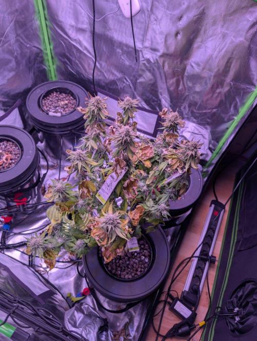 RDWC Cuts x The White Sweet Candy OG One. Week 11 - Pre-harvest