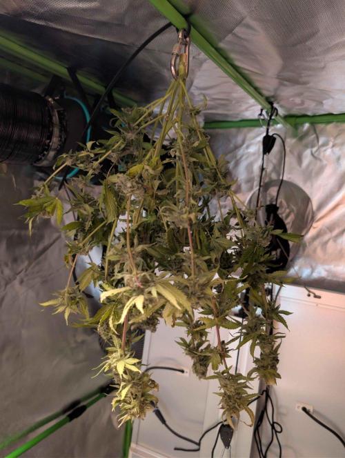 RDWC Cuts x The White Sweet Candy OG One. Week 11 - Harvested