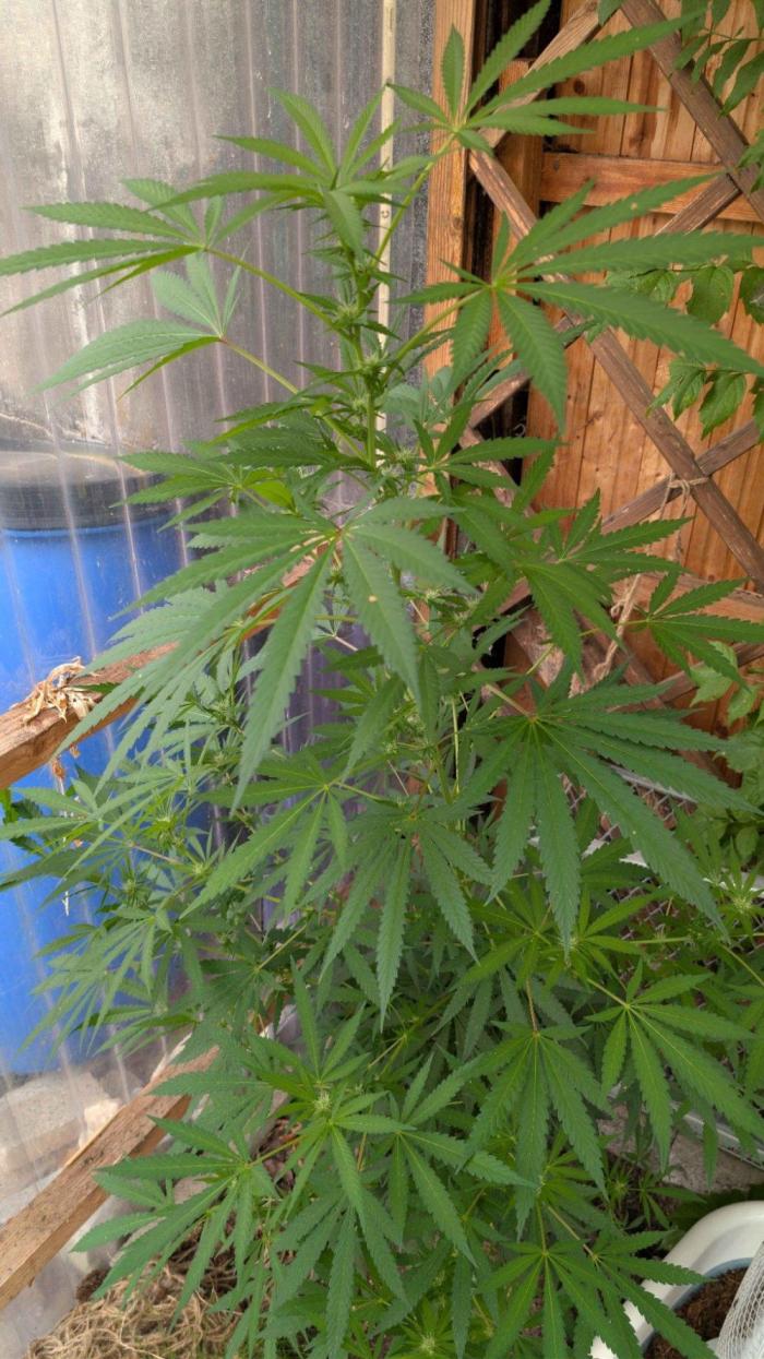 The White Sweet Candy OG One x Outdoor. Week 19