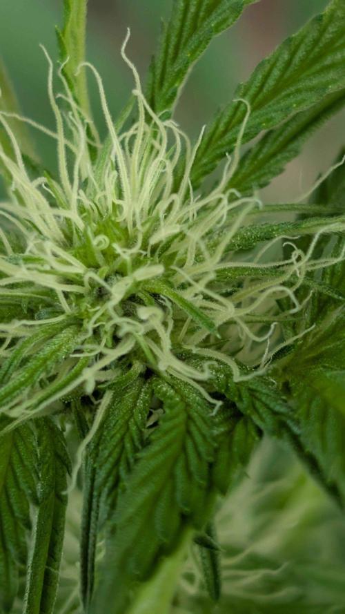 The White Sweet Candy OG One x Outdoor. Week 20